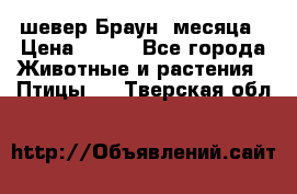 шевер Браун 2месяца › Цена ­ 200 - Все города Животные и растения » Птицы   . Тверская обл.